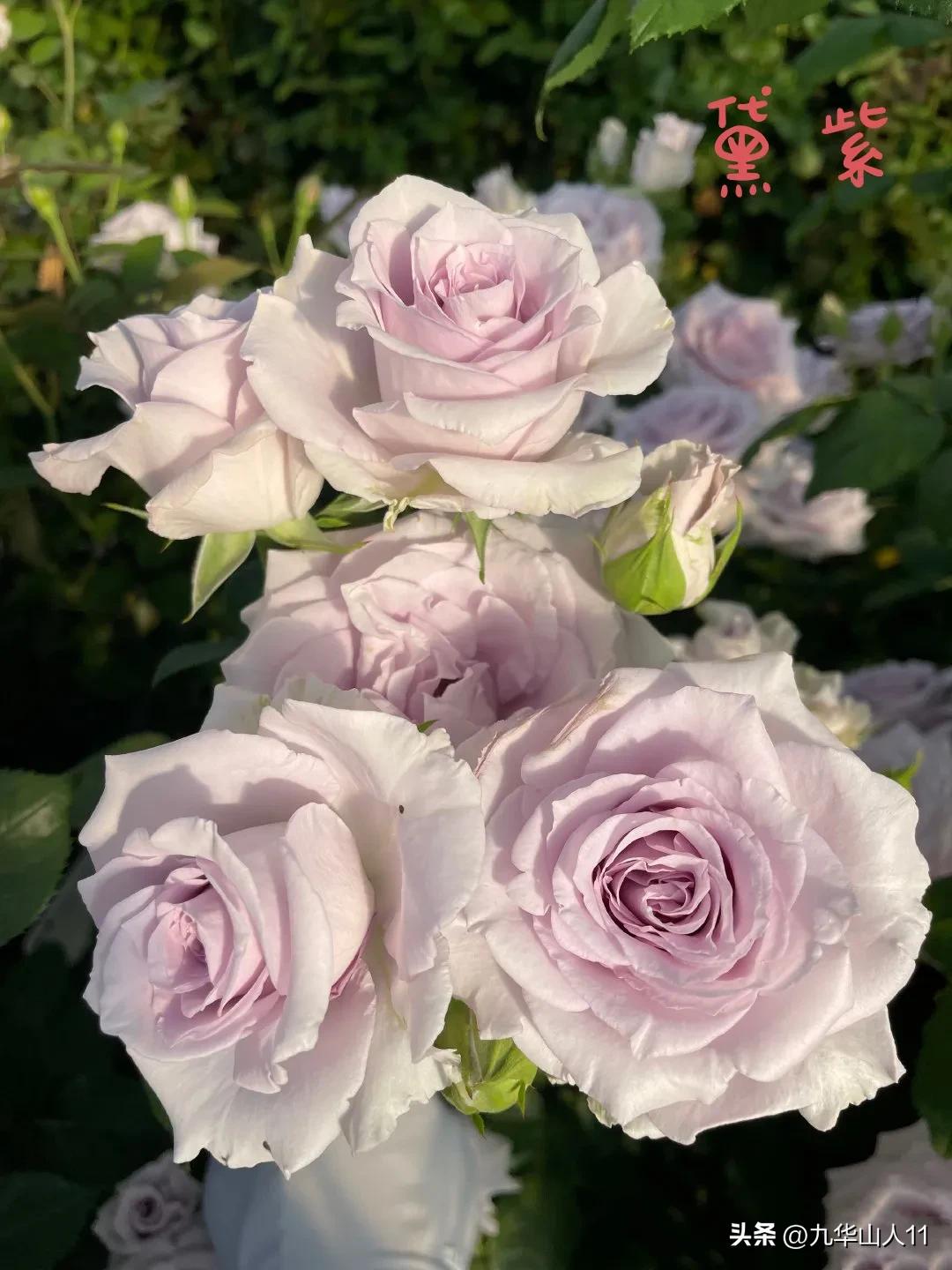 天狼月季新品预售,天狼月季官方旗舰店烛光月季