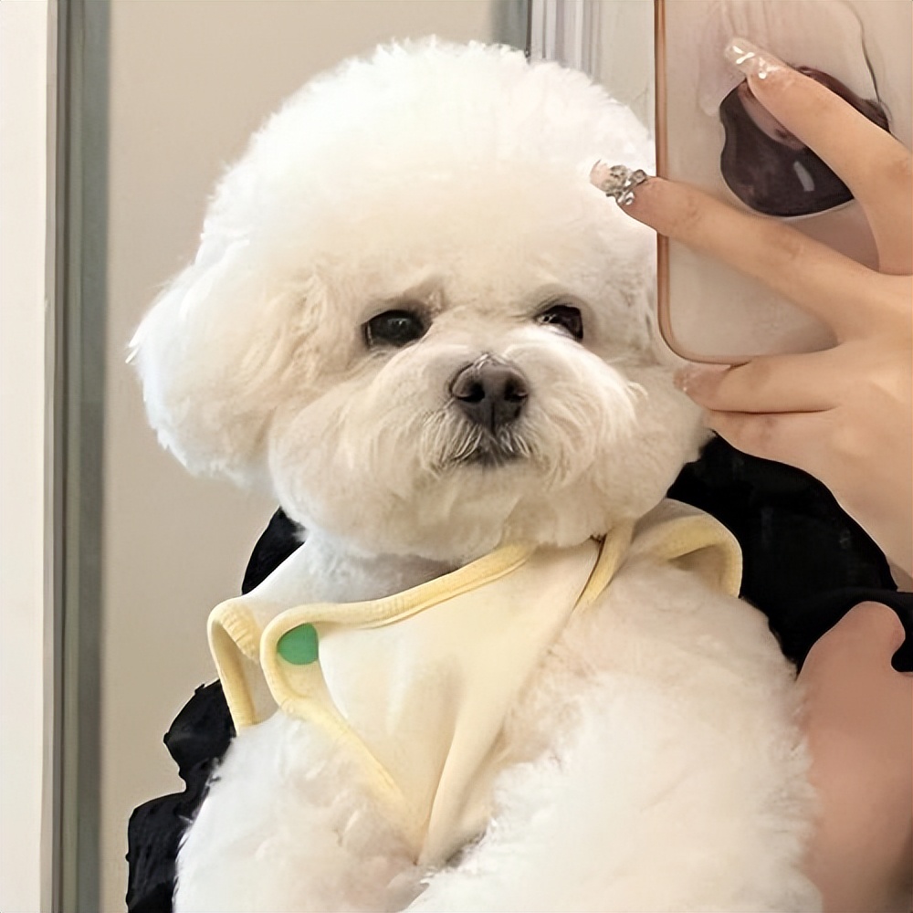 养什么狗好不咬人又温顺又聪明,哪种狗性格温顺安静而且忠于主人