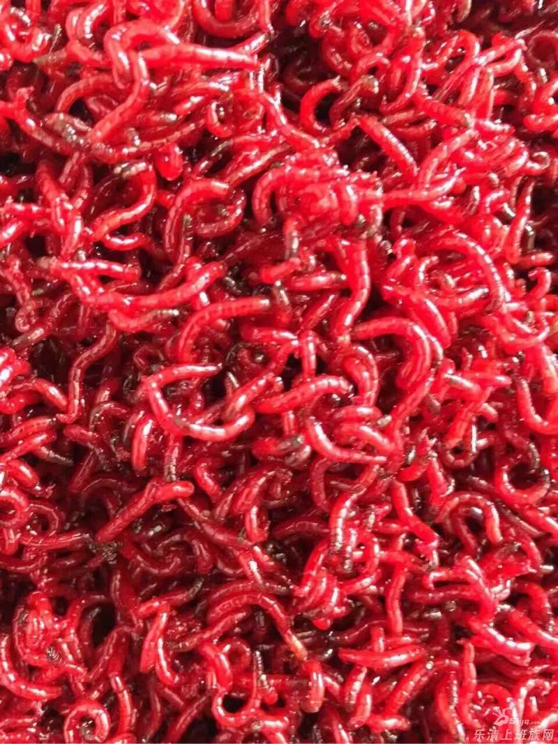 可以作为鱼饵的动植物有哪些,什么样的藻类植物可以做鱼饵