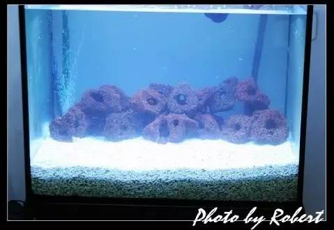 苏虾开缸日本,苏虾开缸后多长时间放虾