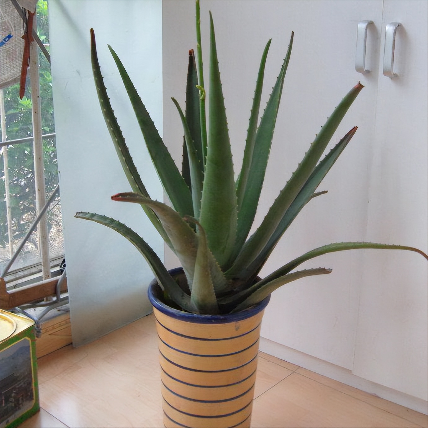 室内养什么花晚上释放氧气,房间养什么花好睡眠