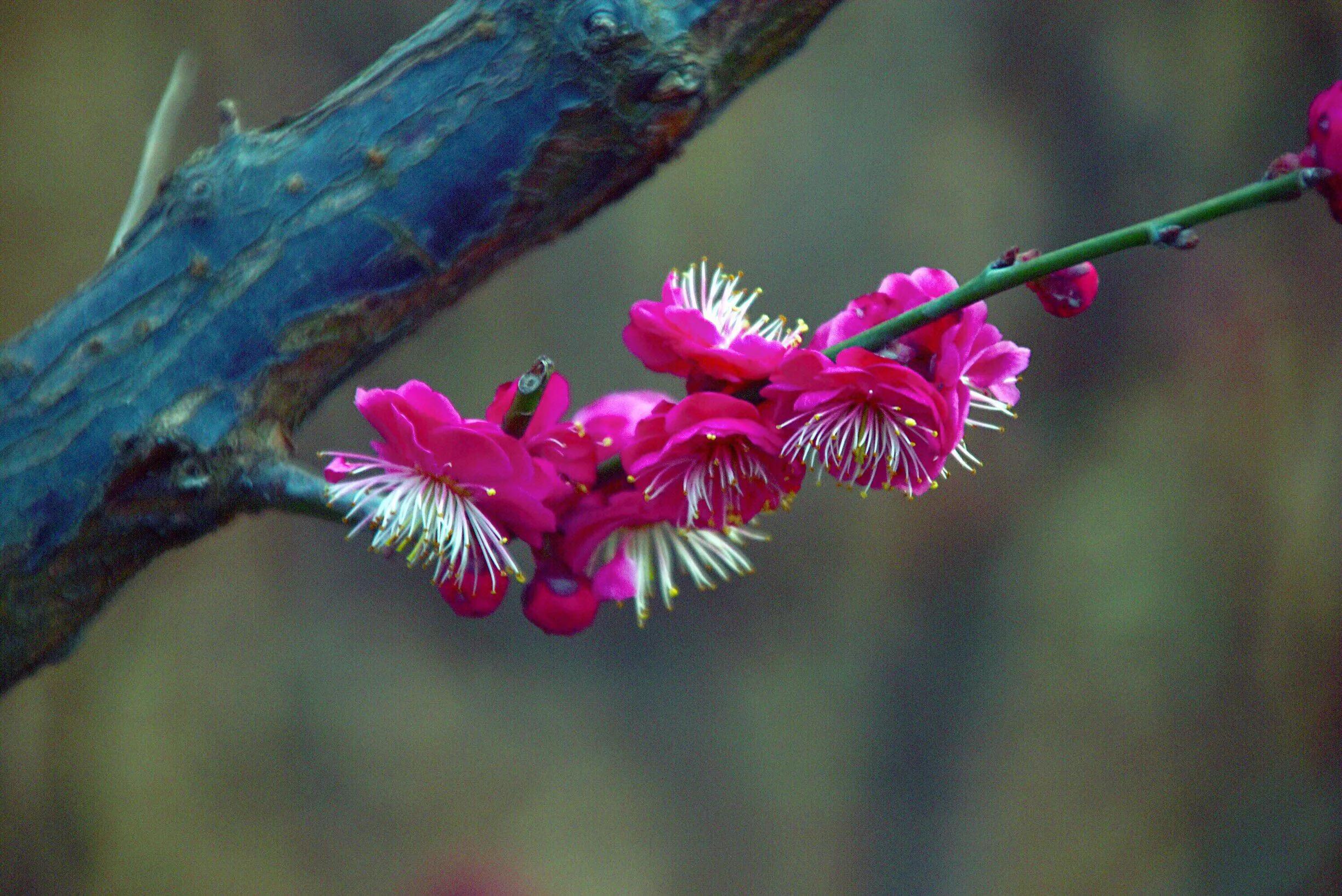 花卉摄影秋日的浪漫,花卉摄影春暖梅花开