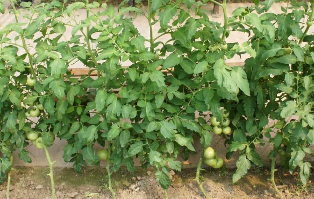 西红柿花少坐果率低怎么解决,西红柿开花坐果慢怎么办