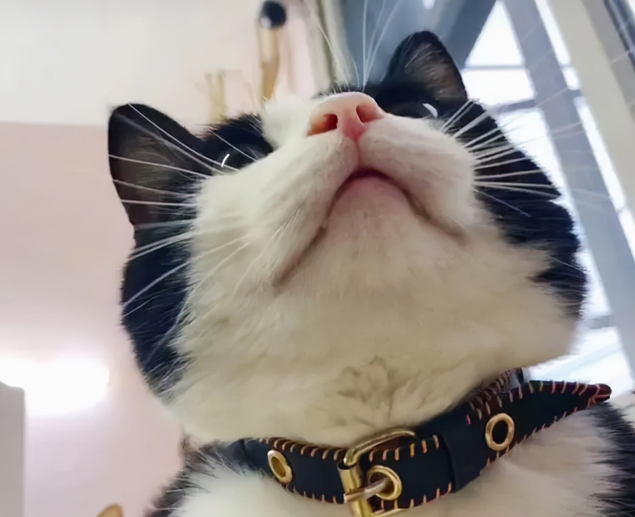 新手常见的害猫行为,养猫注意预防哪些疾病