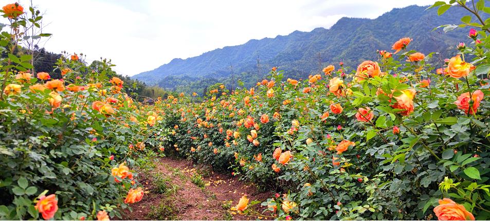 大寨玫瑰花海迷宫,花海迷宫大寨