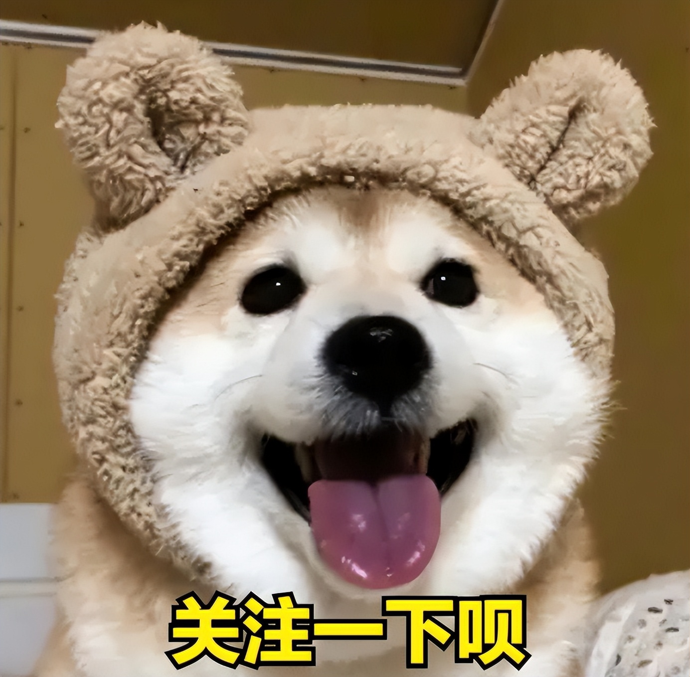 上海美女巨贪金英丽,被三名富商共享,随身携带生计用品方便开房