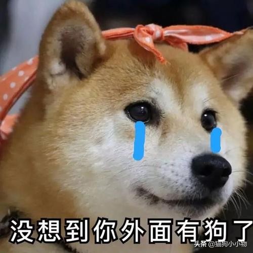 狗狗生气会有哪样的表现,主人生气时狗狗这些表现是在道歉