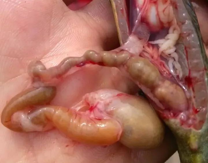 鱼类便秘怎么治疗,鱼塘里的鱼便秘怎么治疗最好