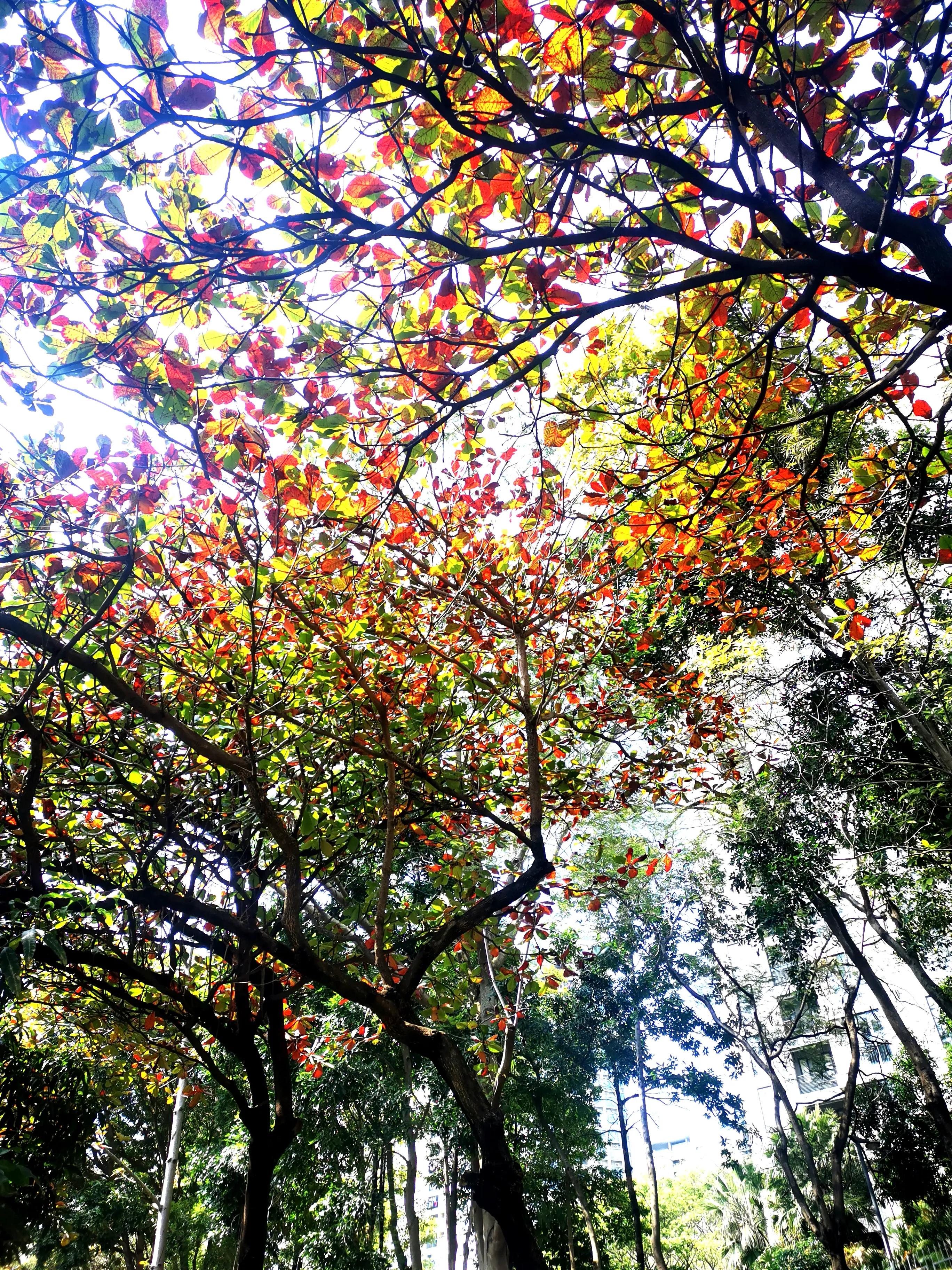 深圳街拍夏天视频,深圳冬季街拍