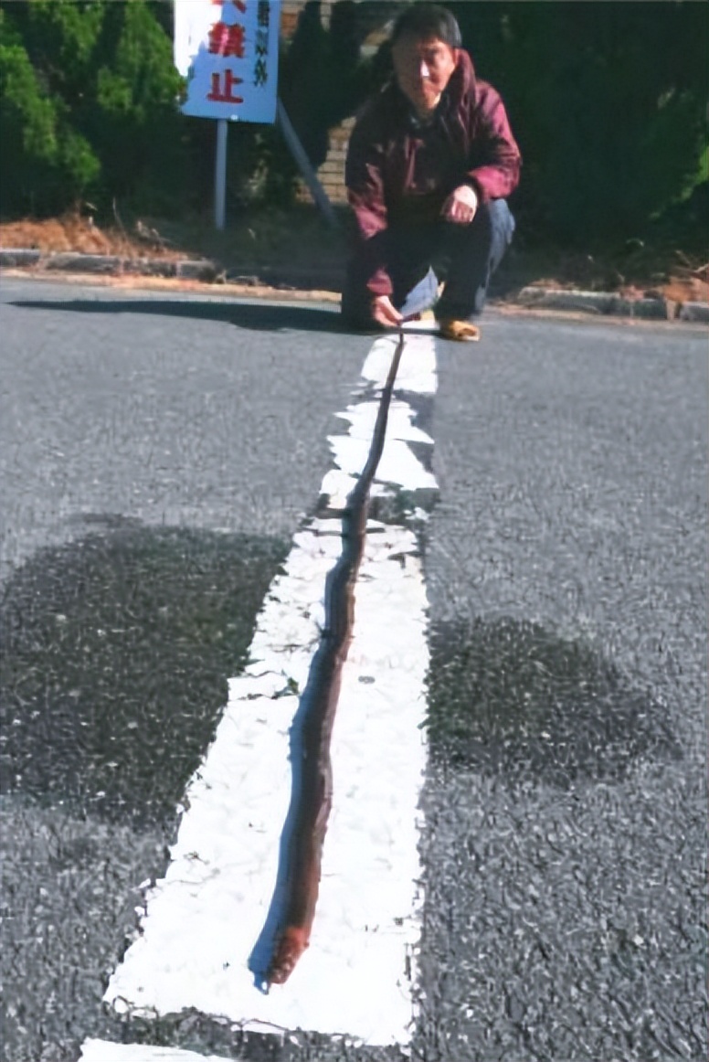 博比特虫遭遇人类袭击,巨型博比特虫