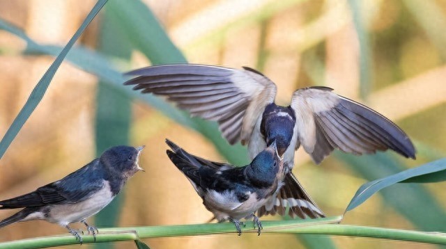 家里有燕子窝该不该打下来,家里有很多燕子家里总是出事