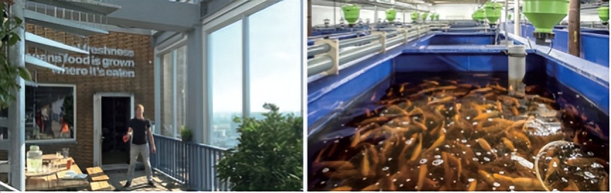 城市旧建筑屋顶的重生※——荷兰海牙德施尔德鱼菜共生农场