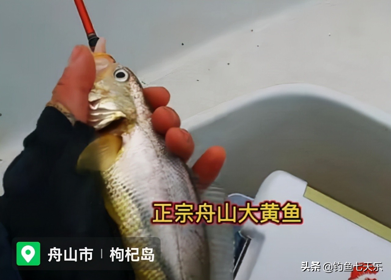 海钓珍稀百斤大黄鱼长度一米七,海钓小皮艇钓26公斤大黄鱼