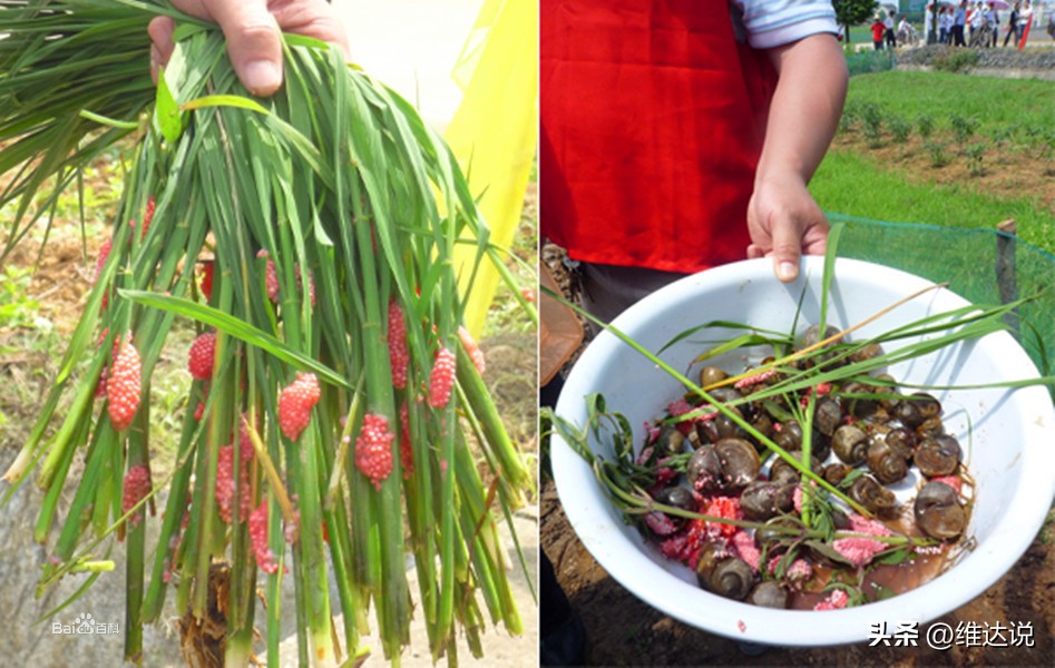 外来生物入侵鳄雀鳝怎么出现的,图说外来入侵物种鳄雀鳝