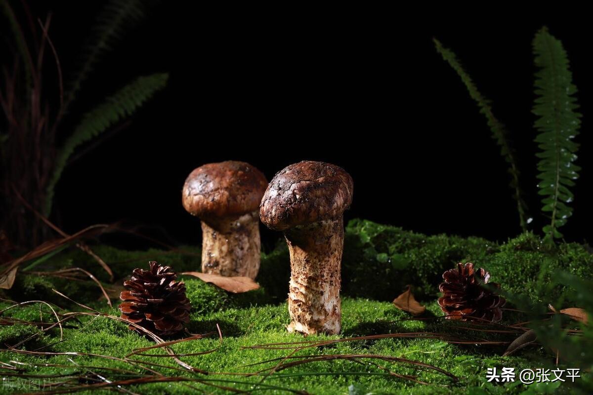 一碗正宗的蕈油面等你来品尝,全上海难觅的蕈油面