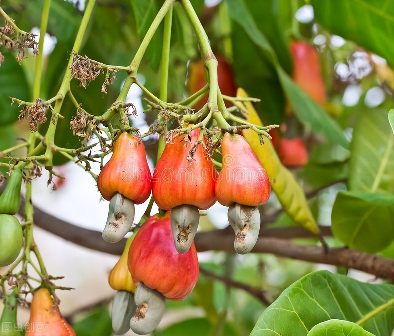腰果为什么有毒呢,腰果的危害是什么