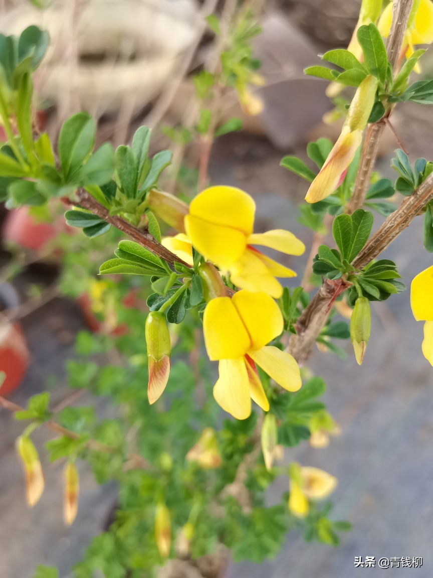 锦鸡儿的移栽方法,锦鸡儿的种植方法视频