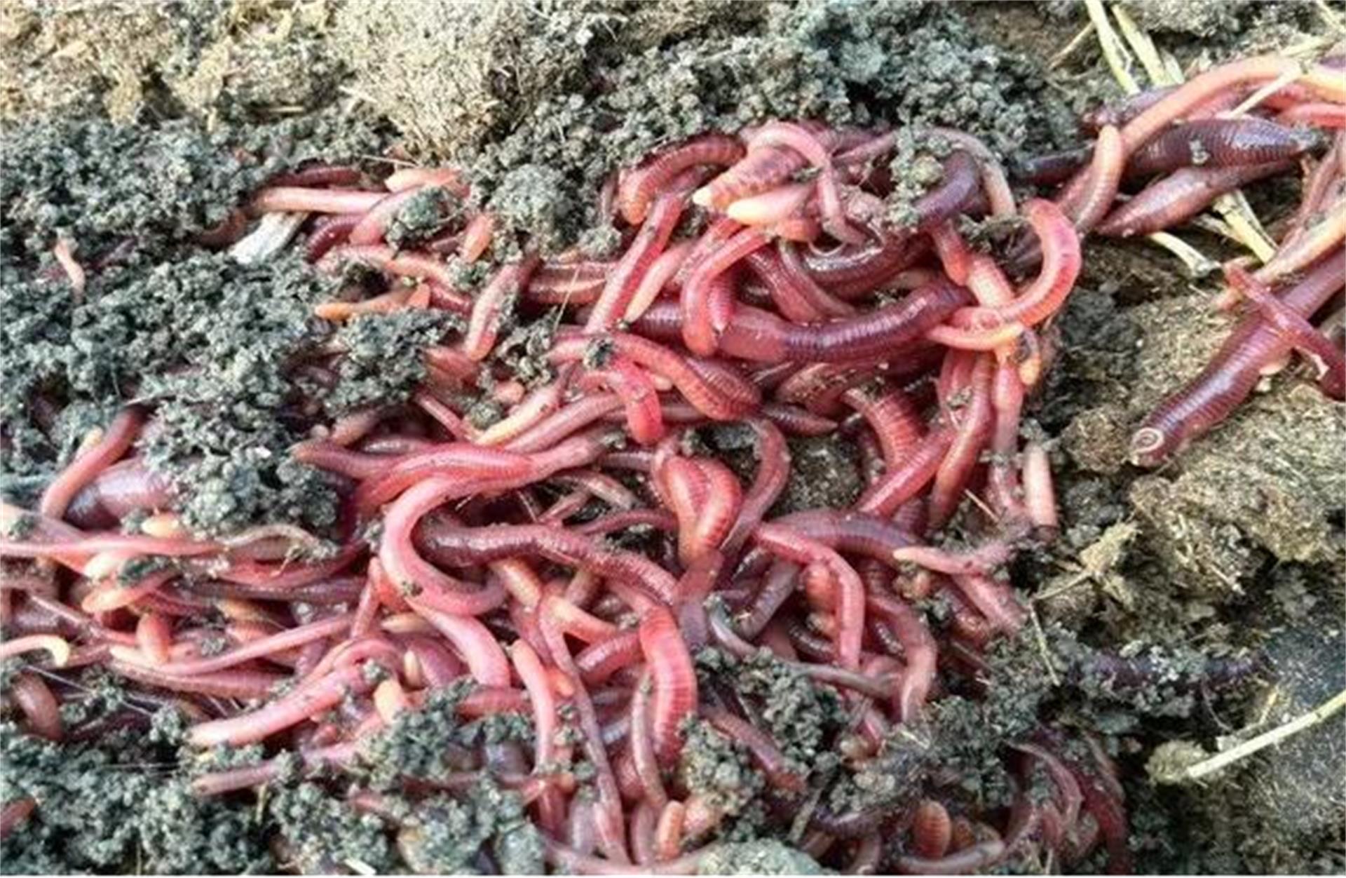 疫情放开后干什么能挣钱,疫情放开后有什么赚钱