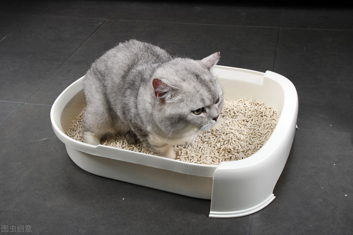 幼猫拉稀拉不出来怎么办,养宠经验猫尿不出来怎么办
