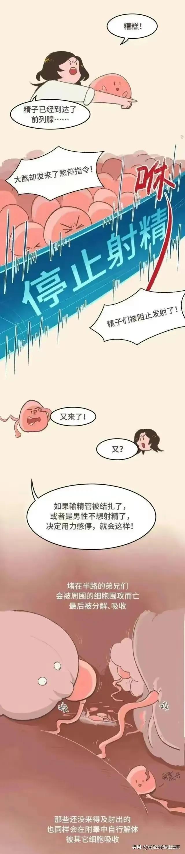 正经科普：体外射精真的可以避孕吗？（漫画）