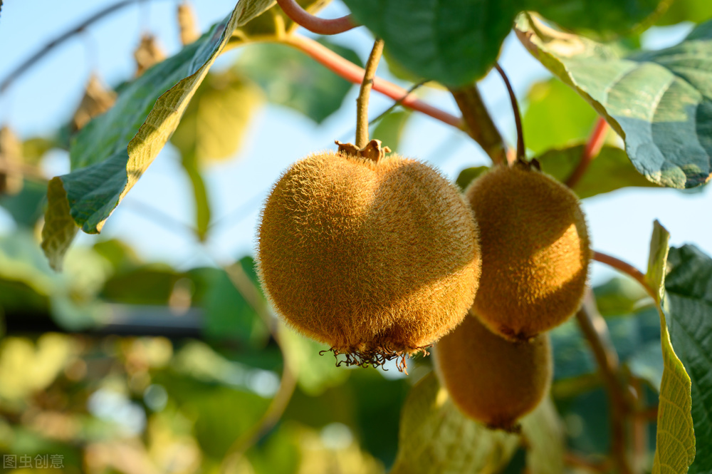 新西兰猕猴桃为什么要换品种,中国农户引进的新西兰猕猴桃品种