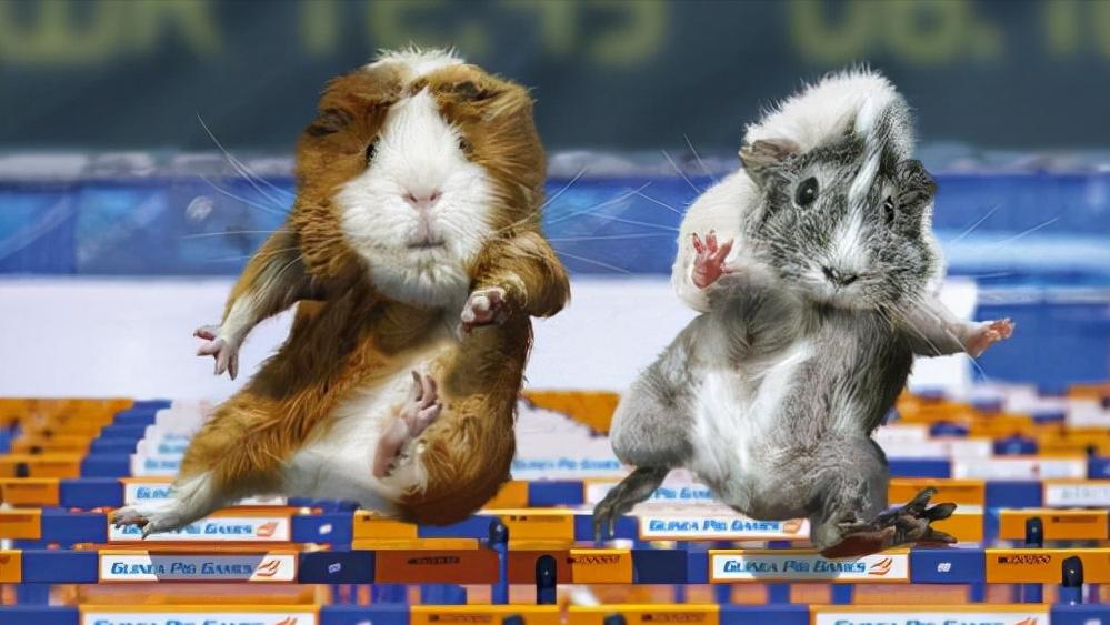 鼠王被抓叫来老鼠报复咬人,老鼠爬到床上为什么还会咬人