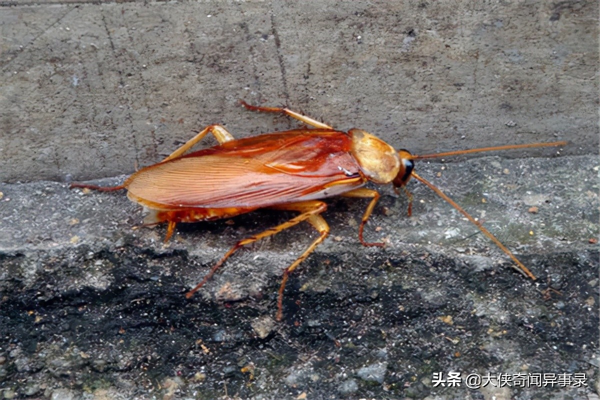 家里蟑螂多如何灭蟑螂,有蟑螂怎么办灭蟑螂最有效的方法