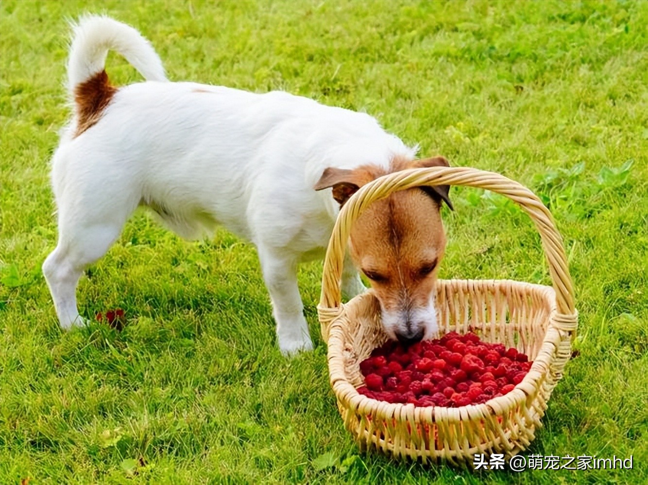 狗一吃东西就吐怎么办,狗吃过的东西人吃了会怎么样