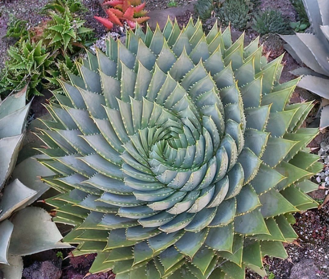 喜欢养花的人更养人,喜欢养花的能不能养猫