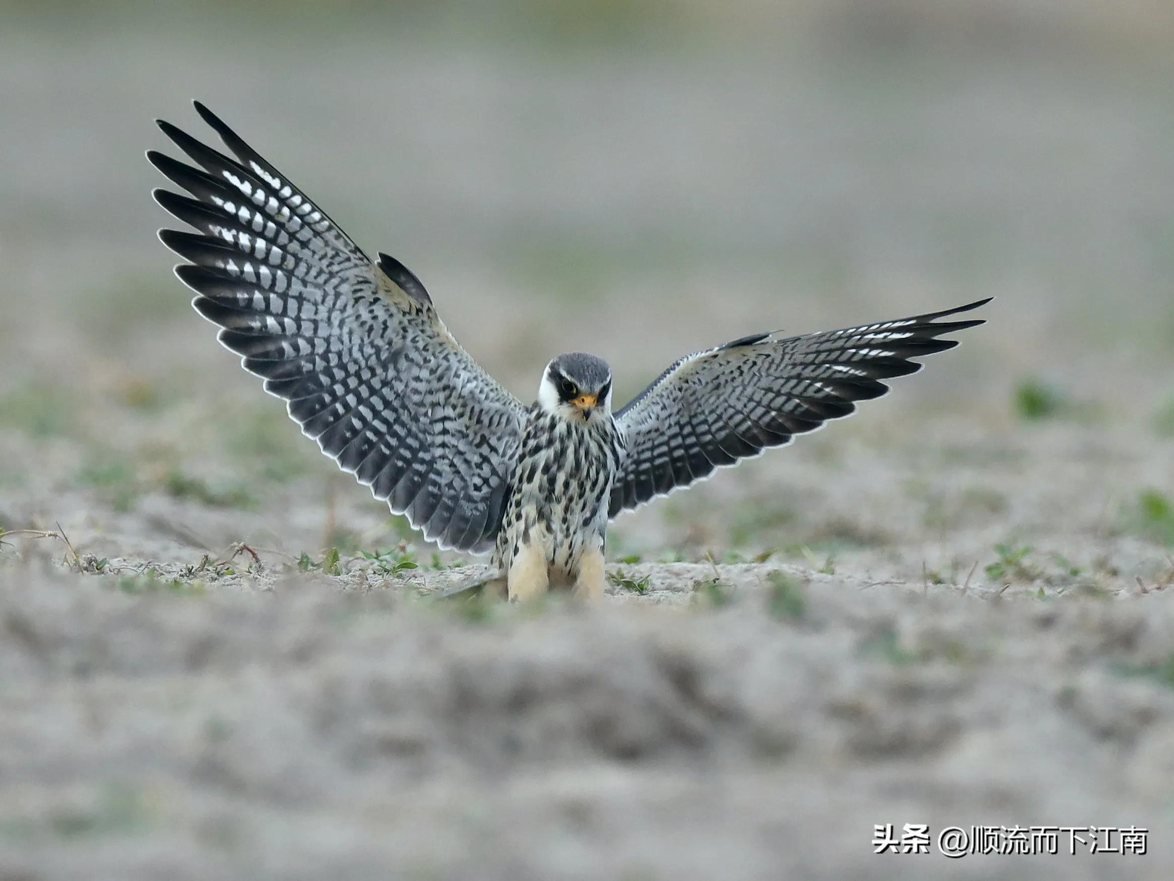 红脚隼叫声,红脚隼