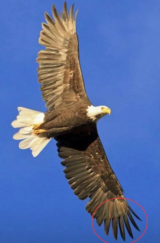 哪些鸟是猛禽,什么鸟属于猛禽