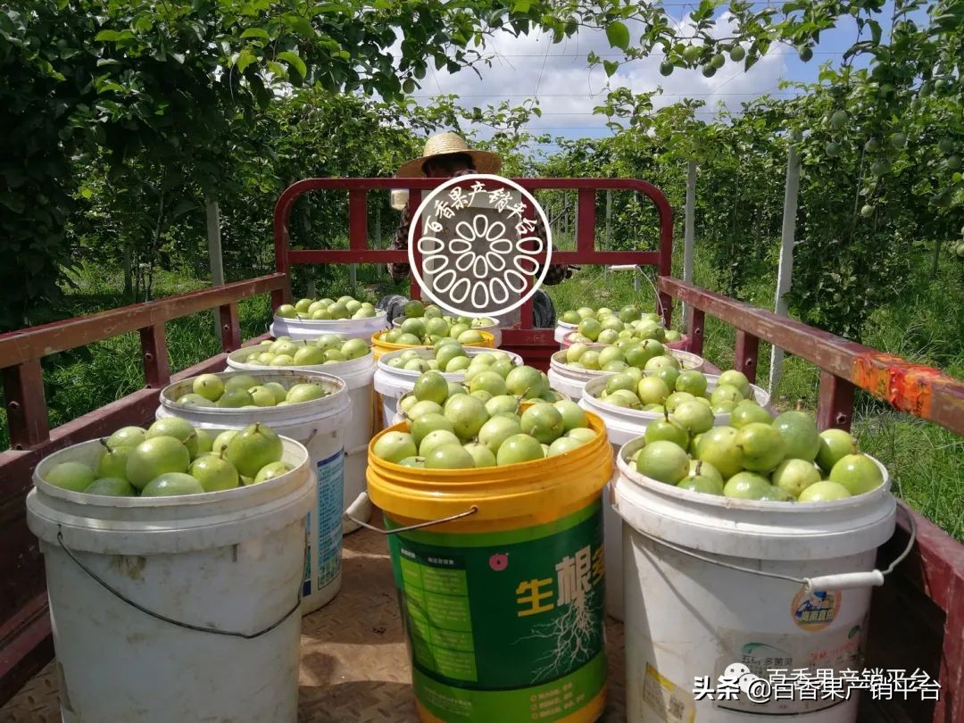 钦蜜9号百香果的藤是什么颜色,钦蜜9号黄金百香果市场分析