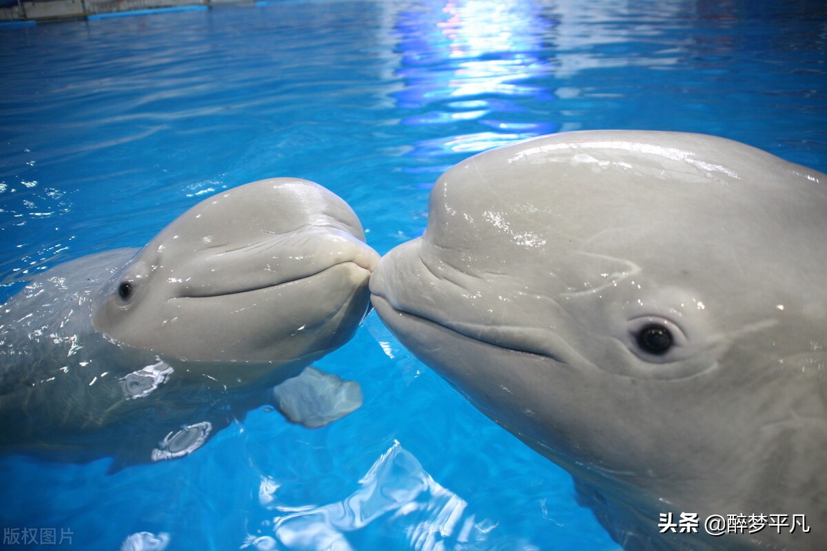 大连老虎滩和老虎滩极地海洋公园,老虎滩极地馆和老虎滩海洋公园