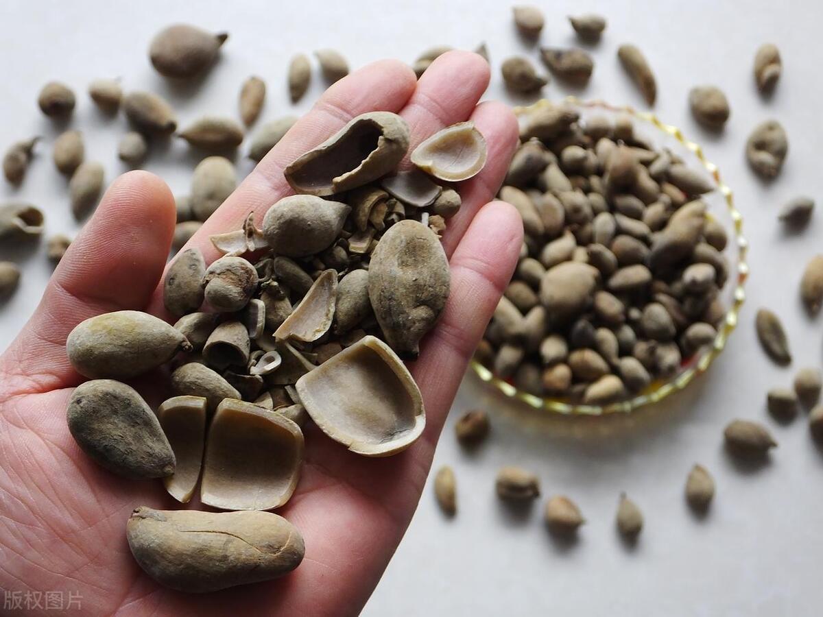 五倍子降火利咽,五倍子和仙灵脾泡水喝