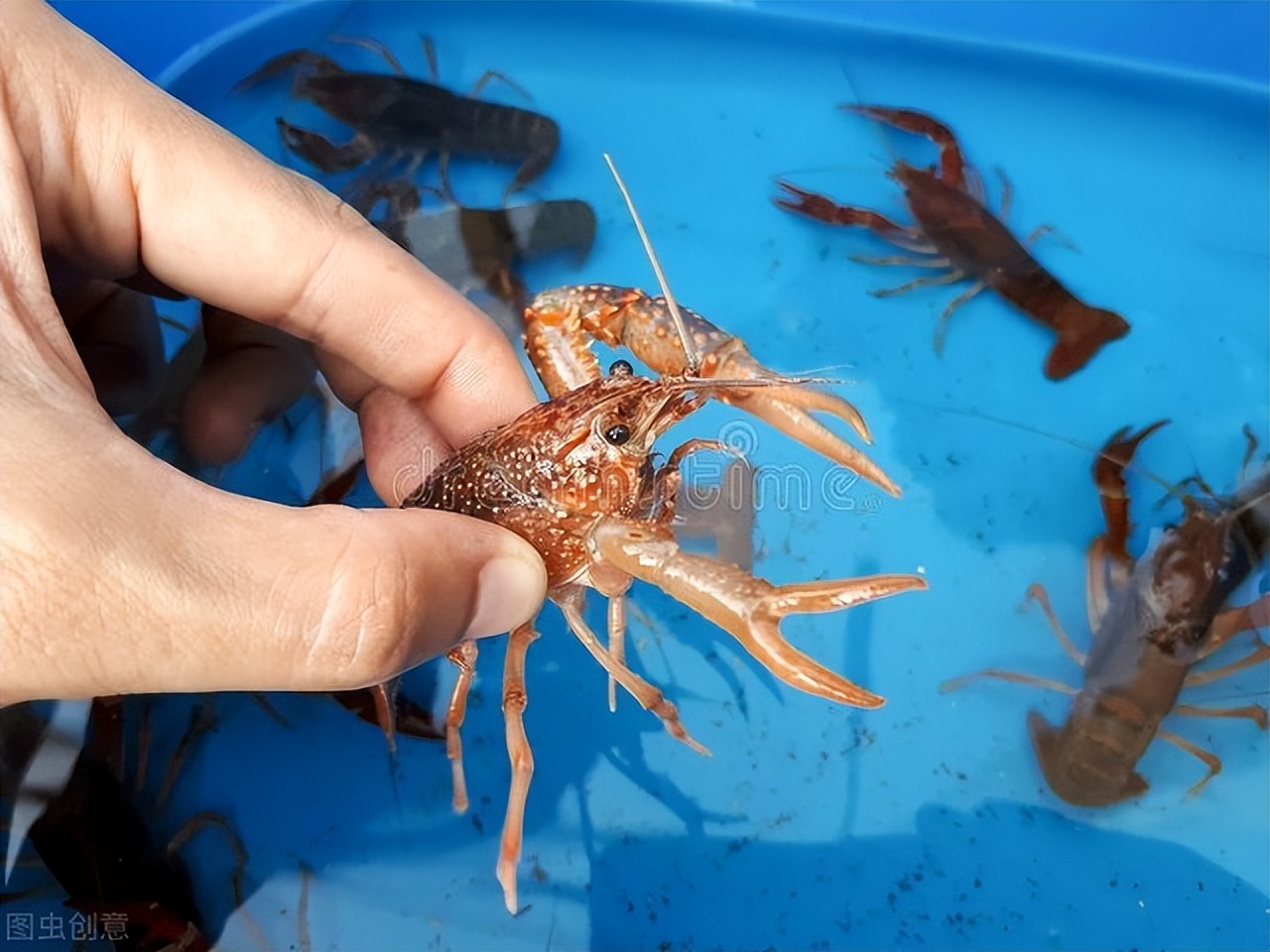 煮熟的小龙虾含有啤酒能吃吗,小龙虾吃太多是否会引起痛风