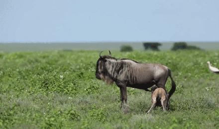 非洲草原上的“粮库”角马，社交与繁殖方式，都十分奇特