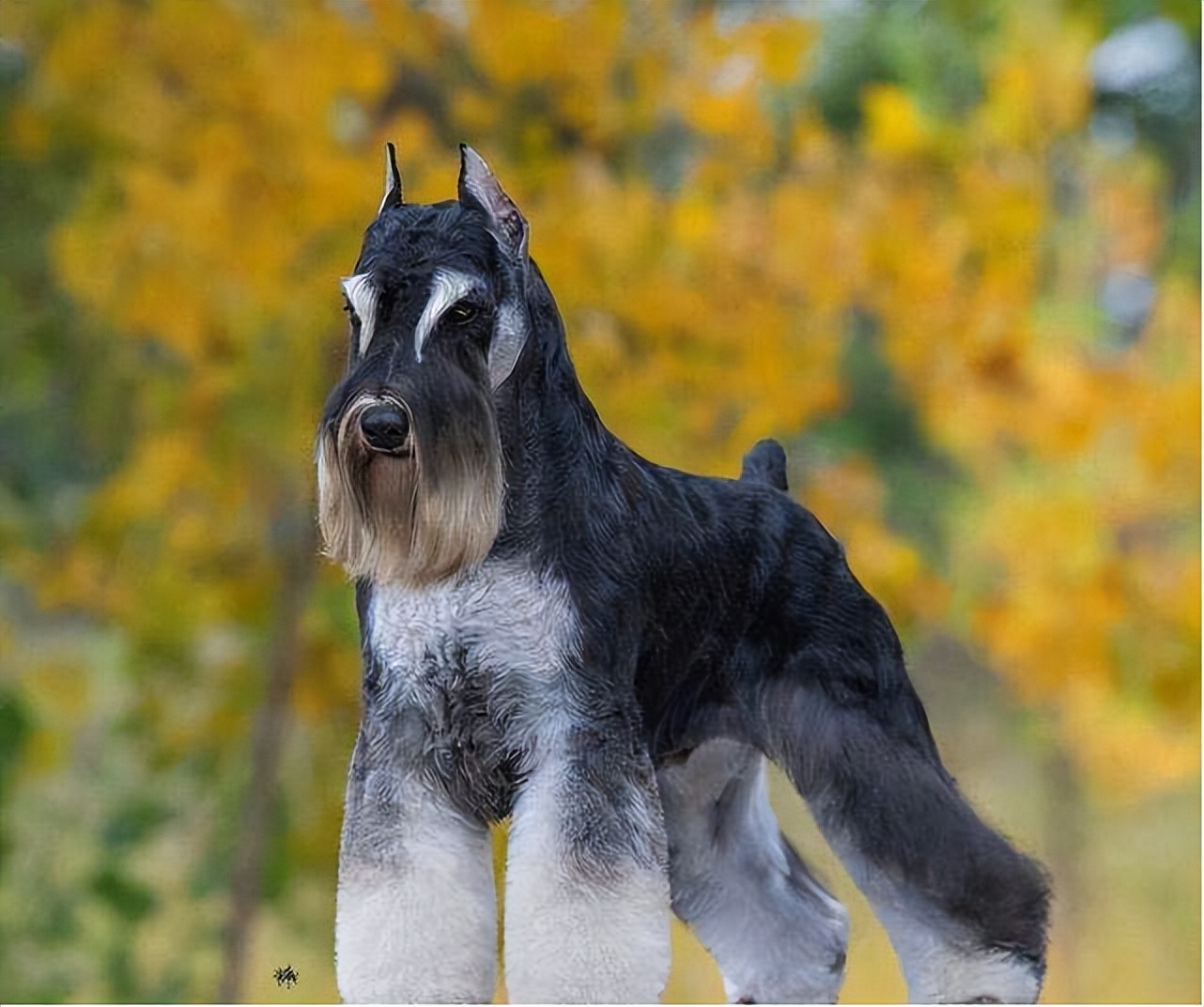 住小区适合养的宠物,住小区适合养什么柴犬