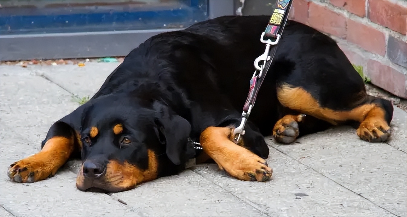 罗威纳犬有什么缺点和优点,罗威纳犬的二十五个缺点