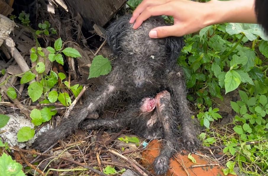 浑身湿淋淋的狗,浑身发臭的狗