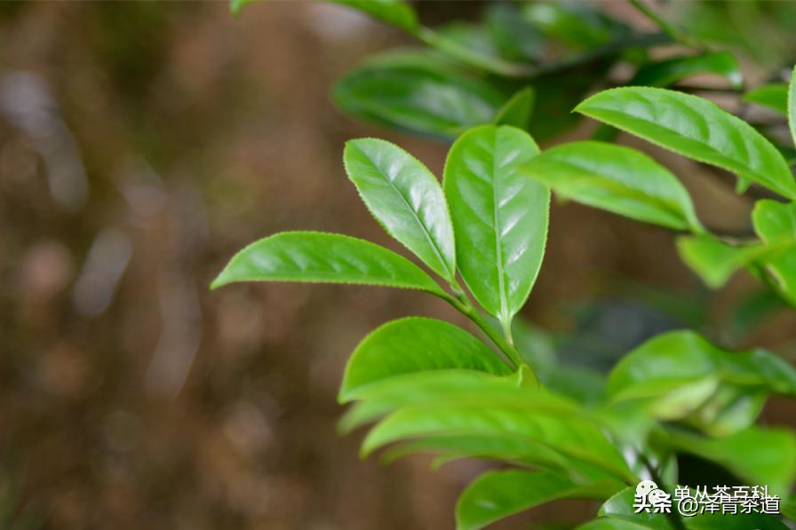 了解一下凤凰单丛,了解凤凰单丛