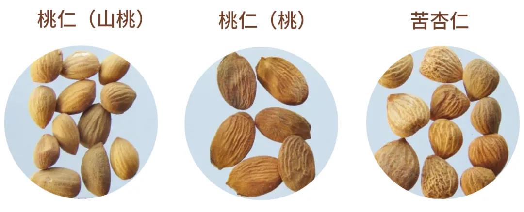 每天学习一味中药枇杷叶,每天学习一味中药