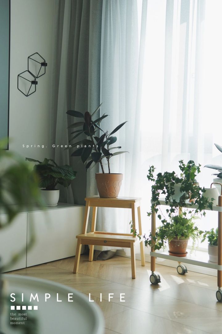 手残党也能养活的10种绿植,十种大家都在养易存活绿植