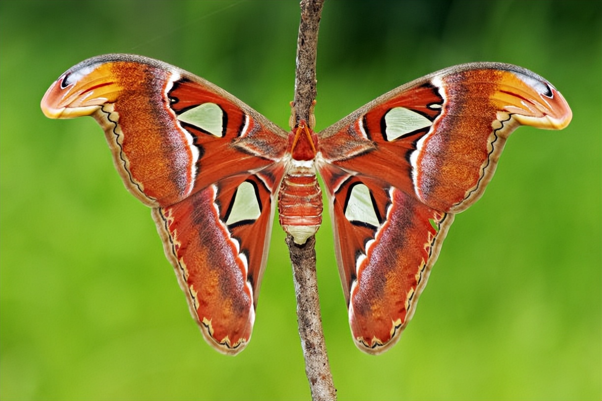 美国出现世界最大飞蛾，不但大样子也很吓人，实为我国“蛇头蛾”