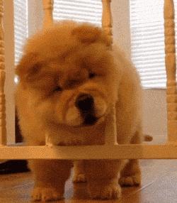 猛犬松狮犬图片,松狮犬是大型犬还是小型犬