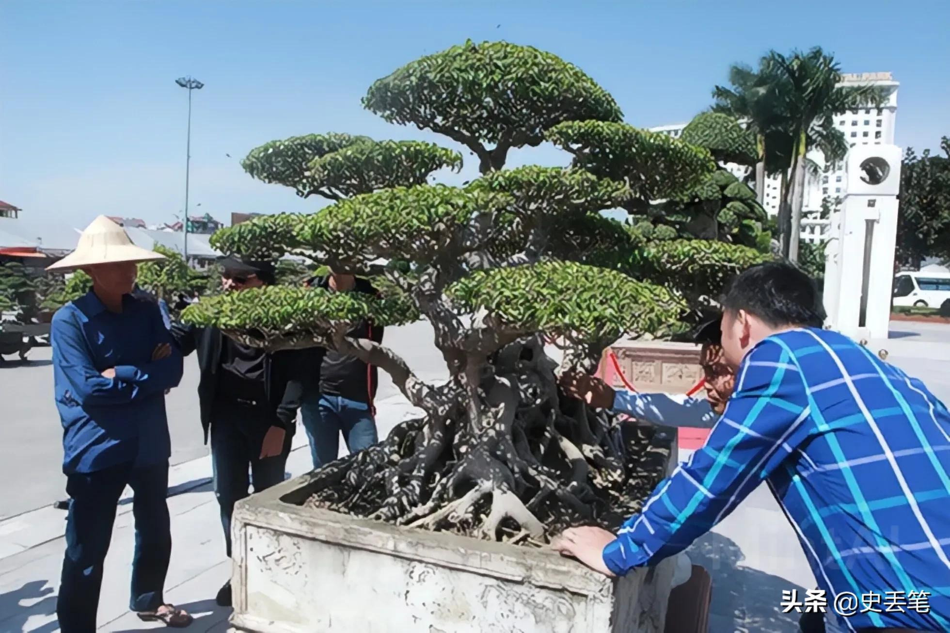 20多年前他花100万买下明代老宅,2014年男人花一万元买下腐烂树根