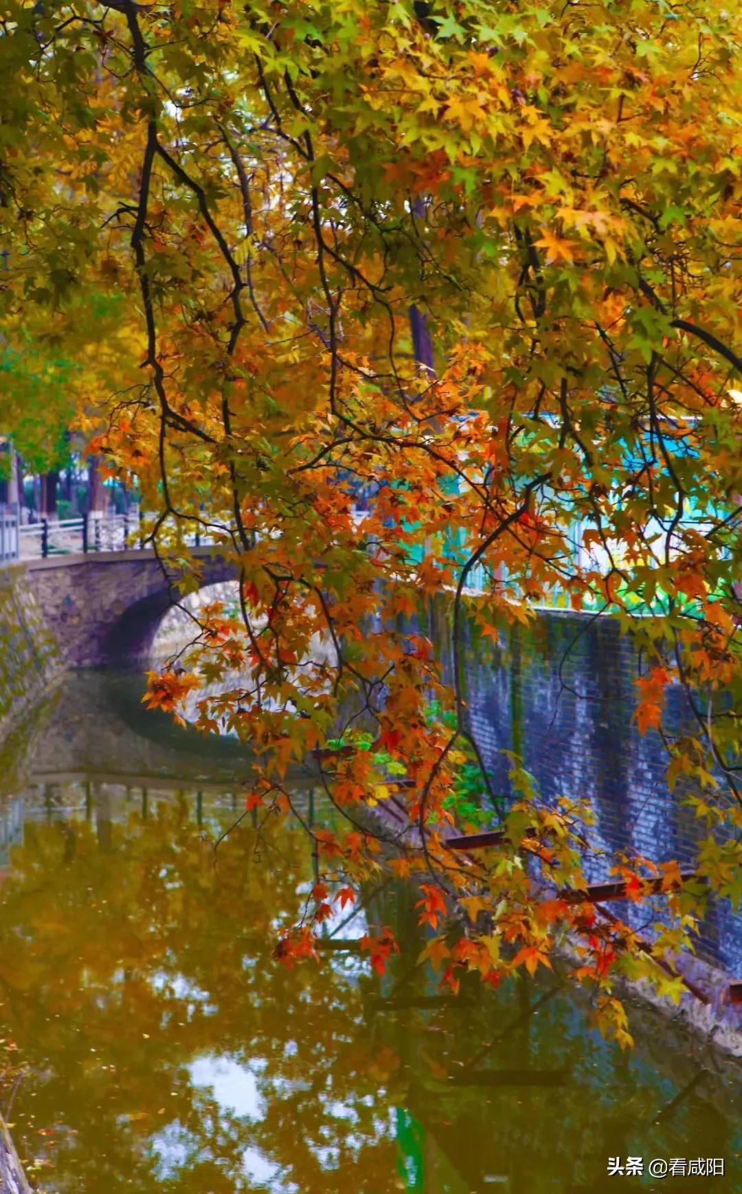 咸阳湖的景色越来越美,春天咸阳湖美景图片高清