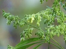 麻籽是五谷之一吗,麻子是不是主食