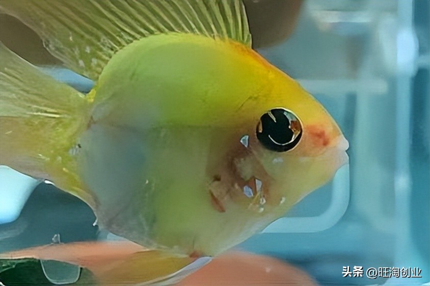 观赏鱼的盈利模式,养观赏鱼成本多少钱