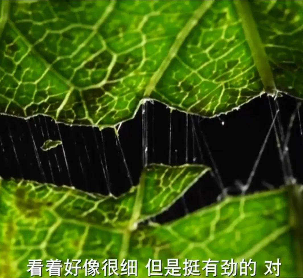 湖南男子钻进深山，将杜仲树叶变成宝，一年卖出上百万元