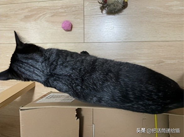 为什么猫咪养着养着就瘦了,猫咪为什么养着养着就发黄了